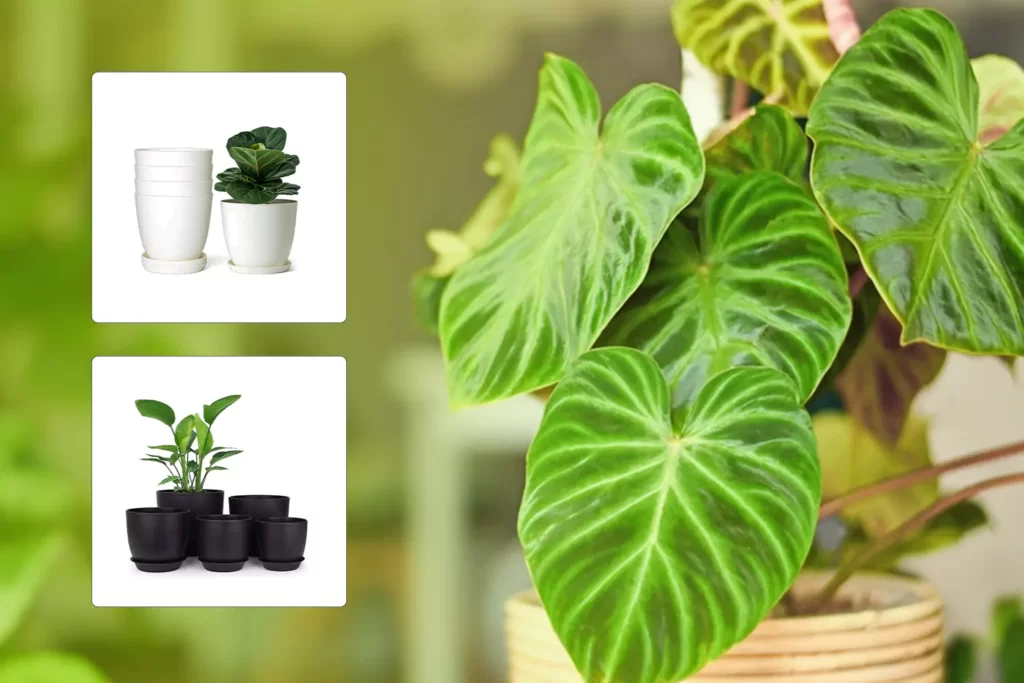 best-pot-for-philodendron