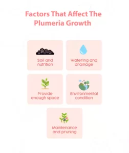 Factors that affect the plumeria growth
