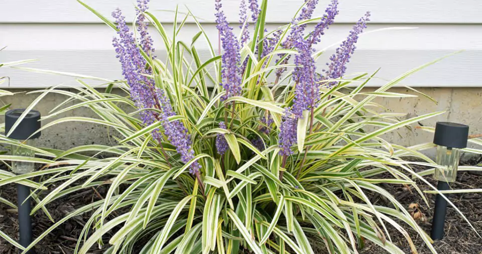 how-to-germinate-a-liriope-seeds