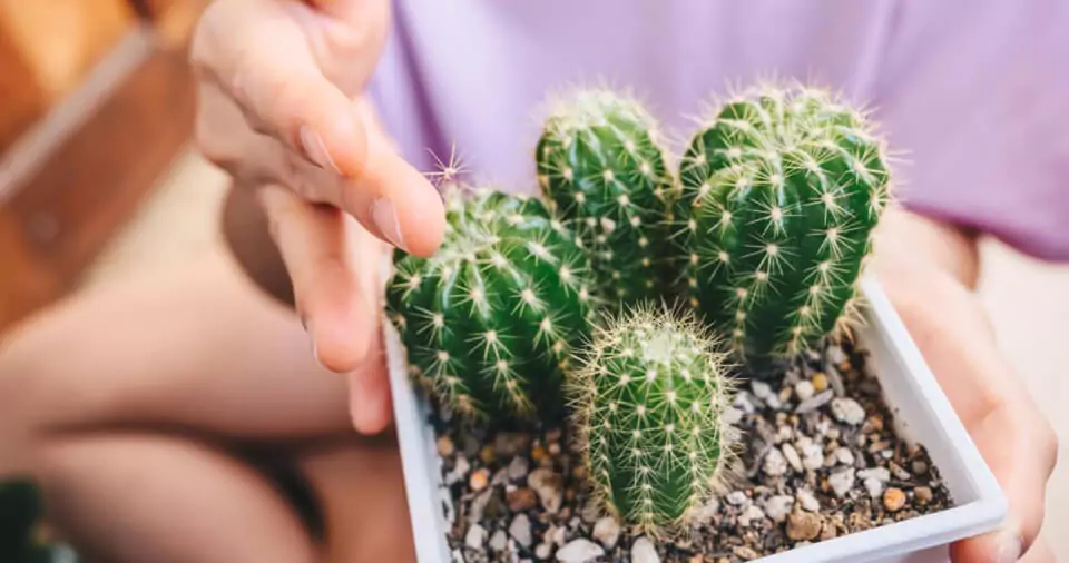 How to get rid of scale insects on cactus?