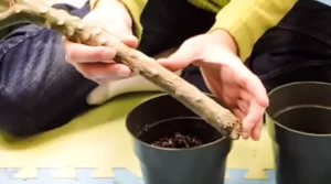 How to grow plumeria from cuttings?