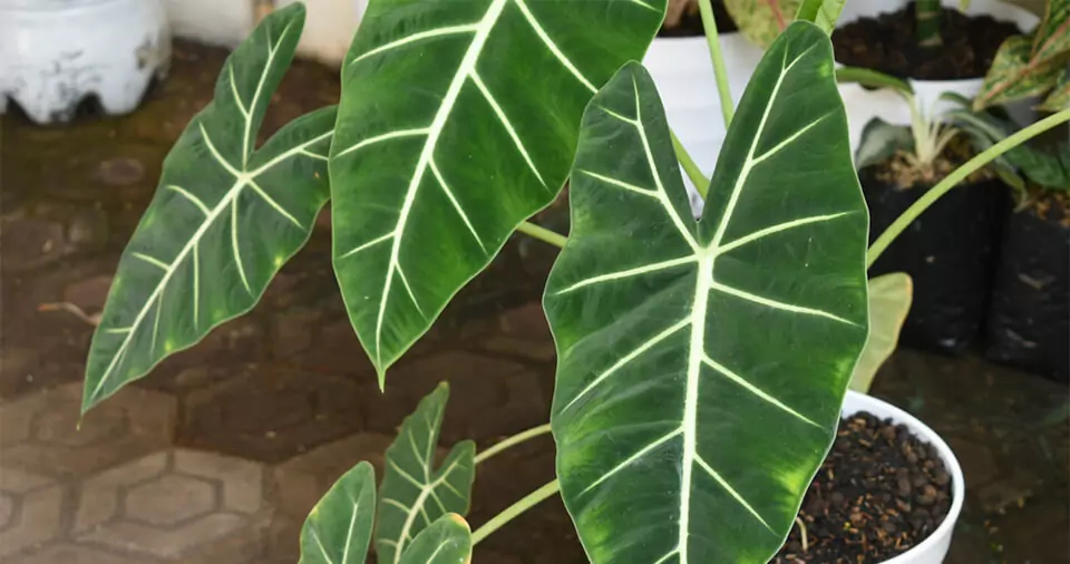 How to propagate elephant ear?